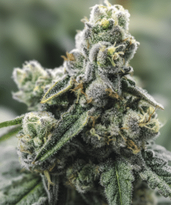 NYC Diesel Auto
